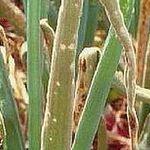 Выращивание ялтинского лука из семян, уход