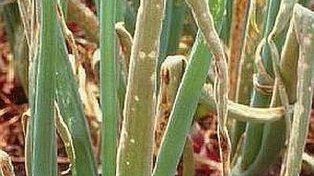 Выращивание ялтинского лука из семян, уход