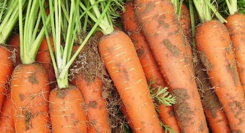 Морковь сорт сентябрина