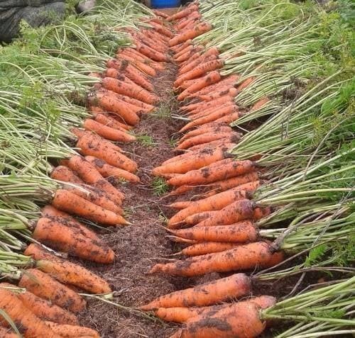 Посеев морковь дорого