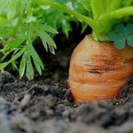 Морковь как вырастить хороший урожай