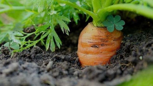 Морковь как вырастить хороший урожай