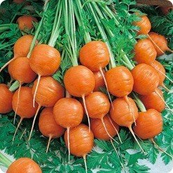 Сорт моркови с круглым листом