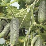 Огурец «Кибрия f1»: характеристика и агротехника выращивания
