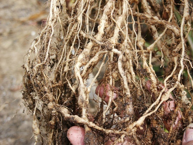 Клубеньки на корнях бобовых растений