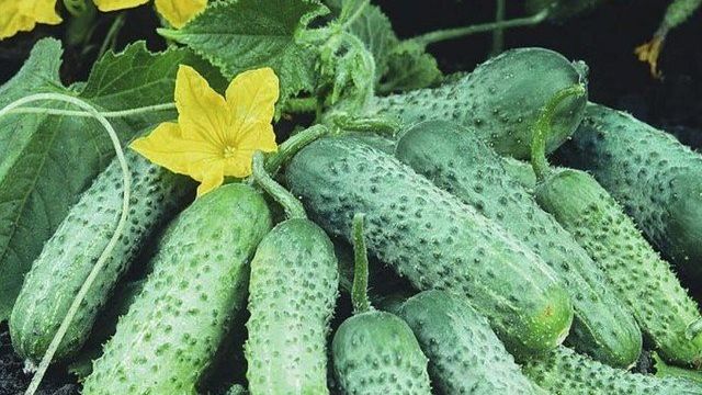 Сорт огурцов Пасамонте: описание, характеристика, выращивание и уход