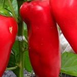 Характеристика сорта и агротехника перца “Бизон красный”