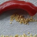 Как подготовить семена перца к посадке в открытый грунт
