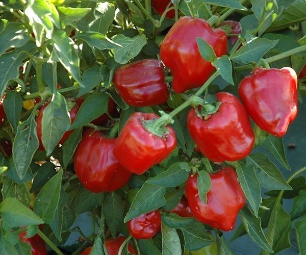 Сорт перец высокоурожайный красный