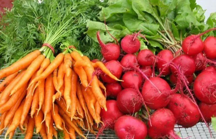 Корнеплоды моркови и редиса