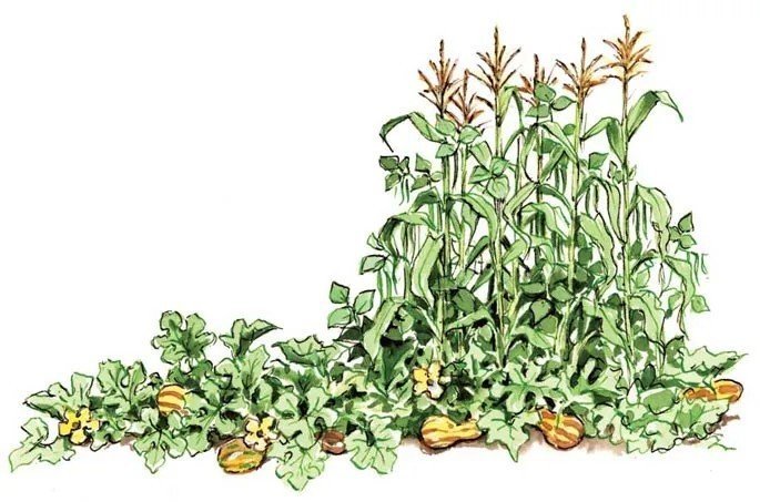 Совместные посадки овощей на грядке примеры
