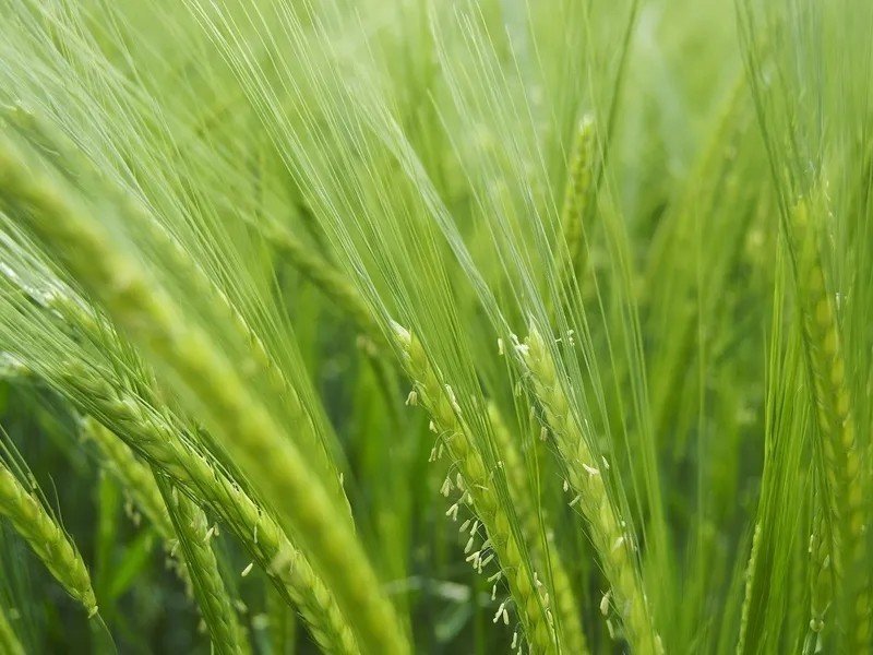 Зеленая пшеница