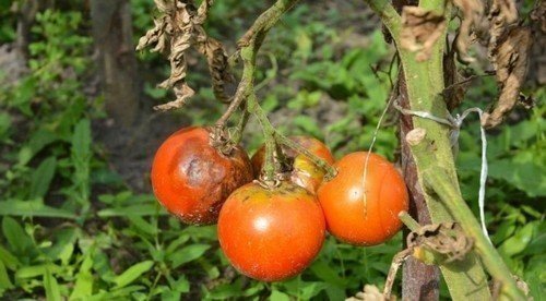 Phytophthora infestans tomato