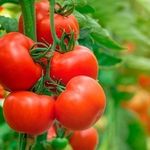 Характеристика и описание сорта томата Рио гранде, его урожайность