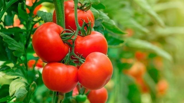 Характеристика и описание сорта томата Рио гранде, его урожайность