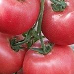 Как без усилий вырастить вкусный томат «Cчастье русское F1»? Описание и особенности сорта
