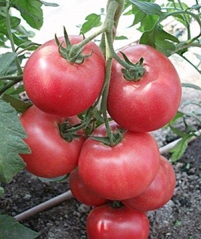 Сорта томатов пинк парадайз