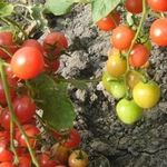 Конфетки на ветке: сорта томатов черри для открытого грунта Сибири
