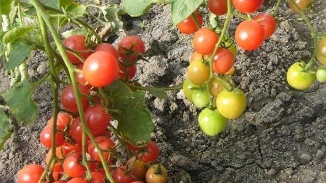 Конфетки на ветке: сорта томатов черри для открытого грунта Сибири