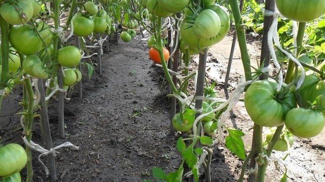 Любители томатов про сорт Тяжеловес Сибири