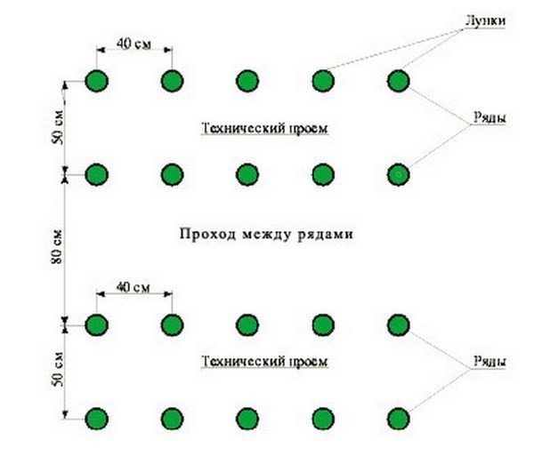 Схема посадки огурцов в теплице расстояние между рядами и в ряду