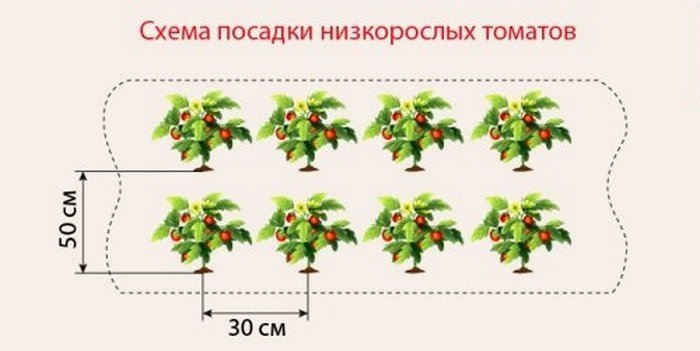 Схема посадки томатов в открытый грунт