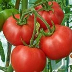 Низкорослые помидоры — самые урожайные сорта и особенности их выращивания (видео