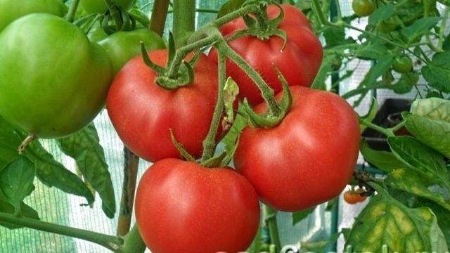 Низкорослые помидоры — самые урожайные сорта и особенности их выращивания (видео