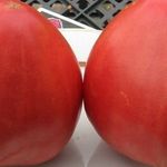 Описание, характеристика и выращивания томата Лентяйка
