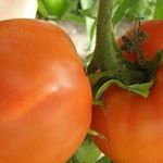 Описание и характеристики сорта томатов Хурма, урожайность и выращивание