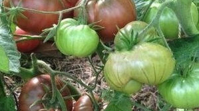 Особенности выращивания и ухода за томатом «Бизон черный»