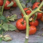 Отличный гибридный сорт помидор «Полбиг» порадует и садоводов и фермеров