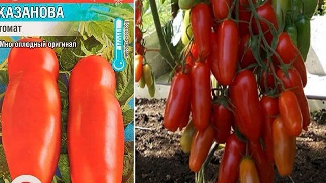 Сорт томатов «казанова»: описание, характеристики, особенности