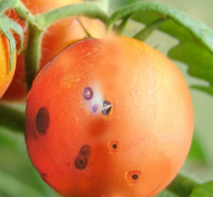 Антракноз плодов томатов