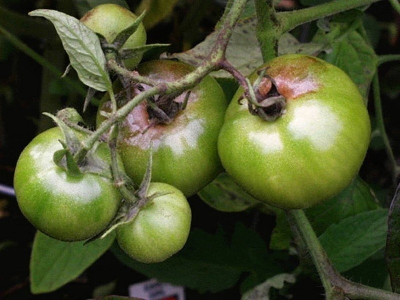 Фитофтора и гниль томатов