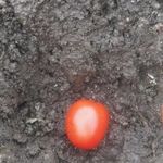 Просто положить помидор в землю: простые способы посадки томатов на зиму в грунт