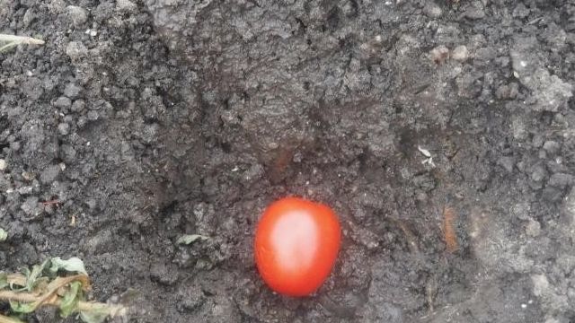 Просто положить помидор в землю: простые способы посадки томатов на зиму в грунт