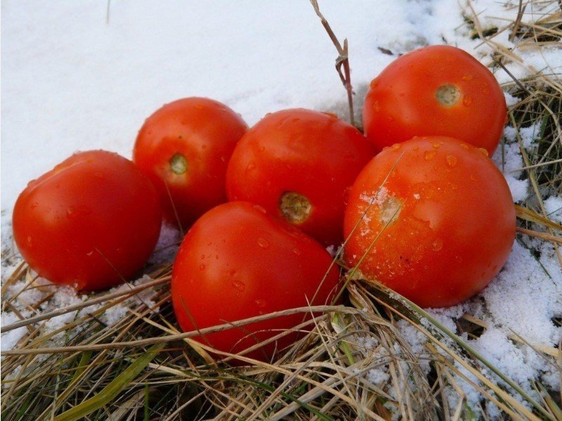 Сорт помидоров снежный барс