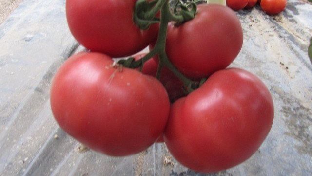 Томат Фенда F1: характеристика и описание сорта, отзывы о выращивании, фото помидоров
