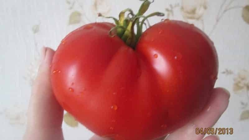Сорта помидоров для урала сорт большой бен
