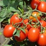 Томат «Черри Ира» f1: описание сорта, фото, особенности посадки и ухода за помидором