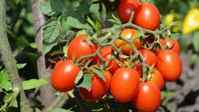 Томат «Черри Ира» f1: описание сорта, фото, особенности посадки и ухода за помидором