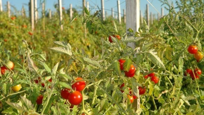 Лучшие семена томатов для открытого грунта для брянской области