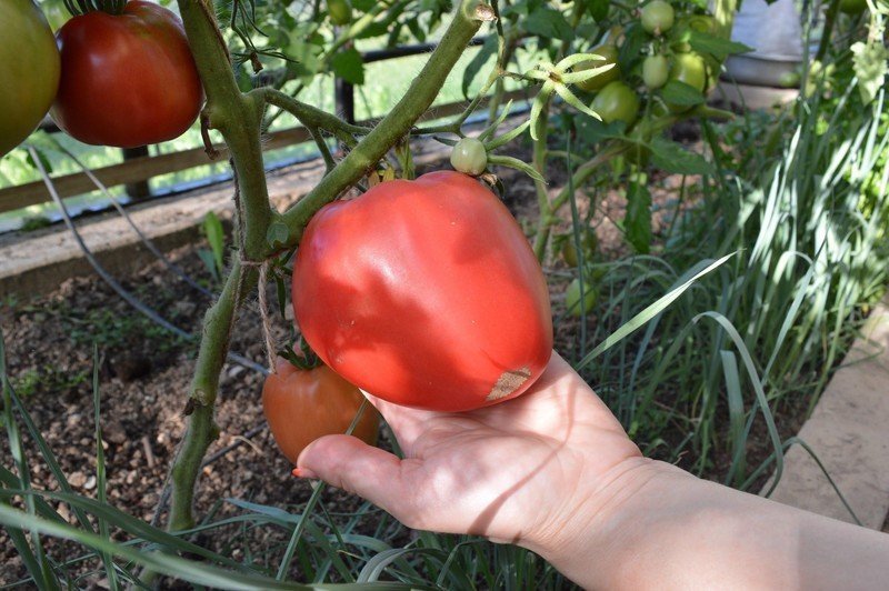 Сорт томата орлиное сердце