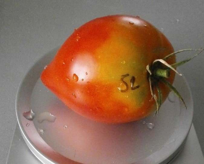Сорт томатов гусиное яйцо