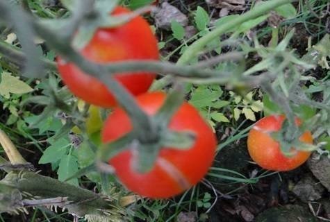 Изобильный помидоры сорт