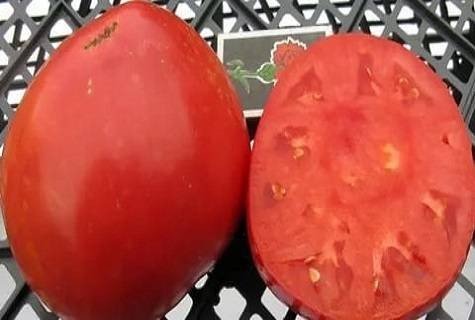 Сорт помидор настенька