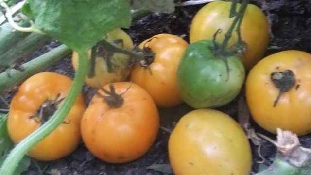 Санька: описание сорта томата, характеристики помидоров, выращивание
