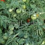 Томат Северный экспресс f1: характеристика и описание сорта, выращивание и уход с фото