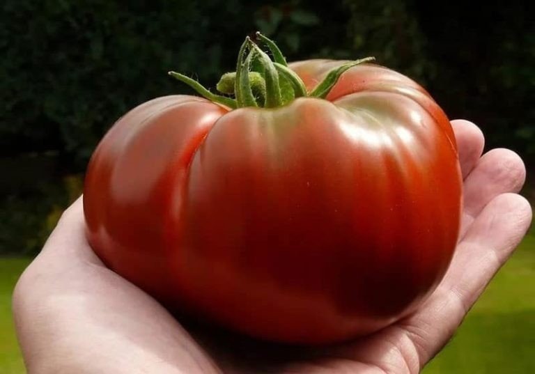 Pастим крупные и здоровые помидоры